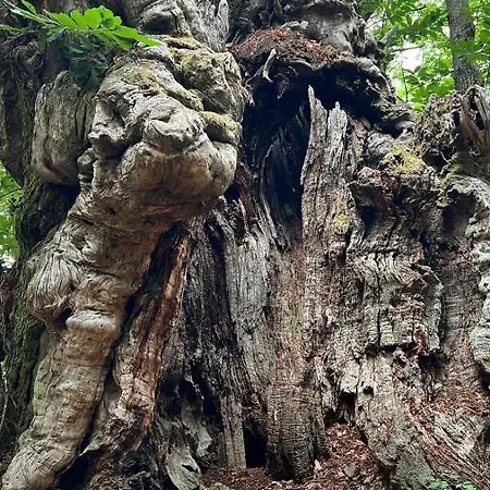 Magna Grecia Grisolia